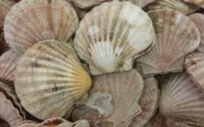 Newly formed Shellfish Industry Advisory Group holds second meeting