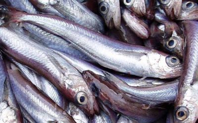 MSC response to the UN ‘State of World Fisheries’ Report (SOFIA) 2020 