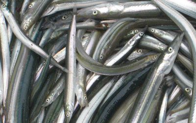 22,800 tonnes of Sandeel landed in Norwegian fisheries last week