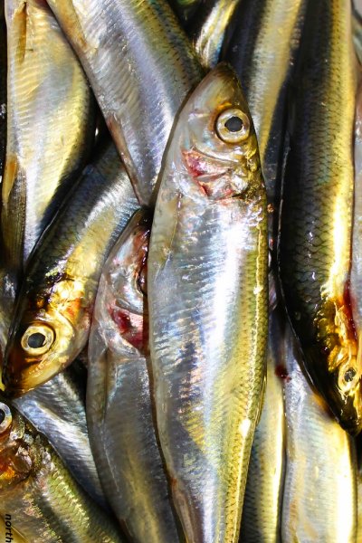 ngos baltic sea  herring