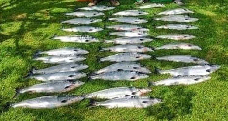 Salmon in Irish waters have seen an improvement this summer