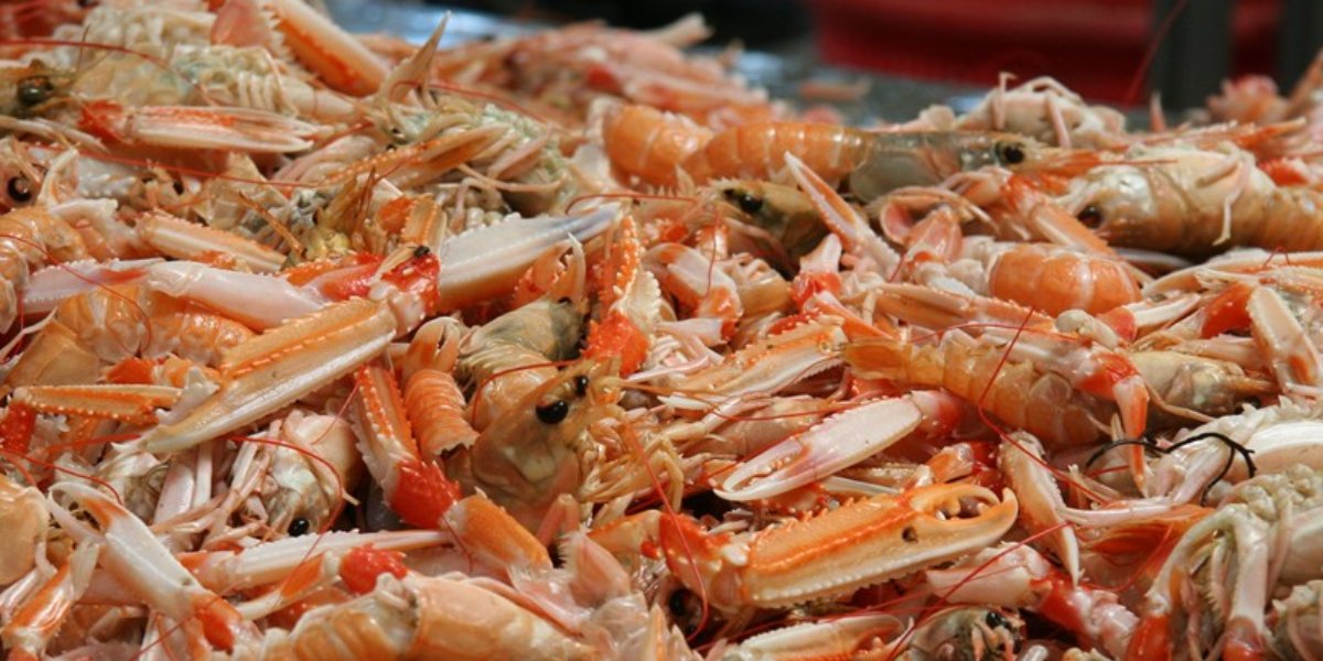 norway lobster fishing opportunities 2021