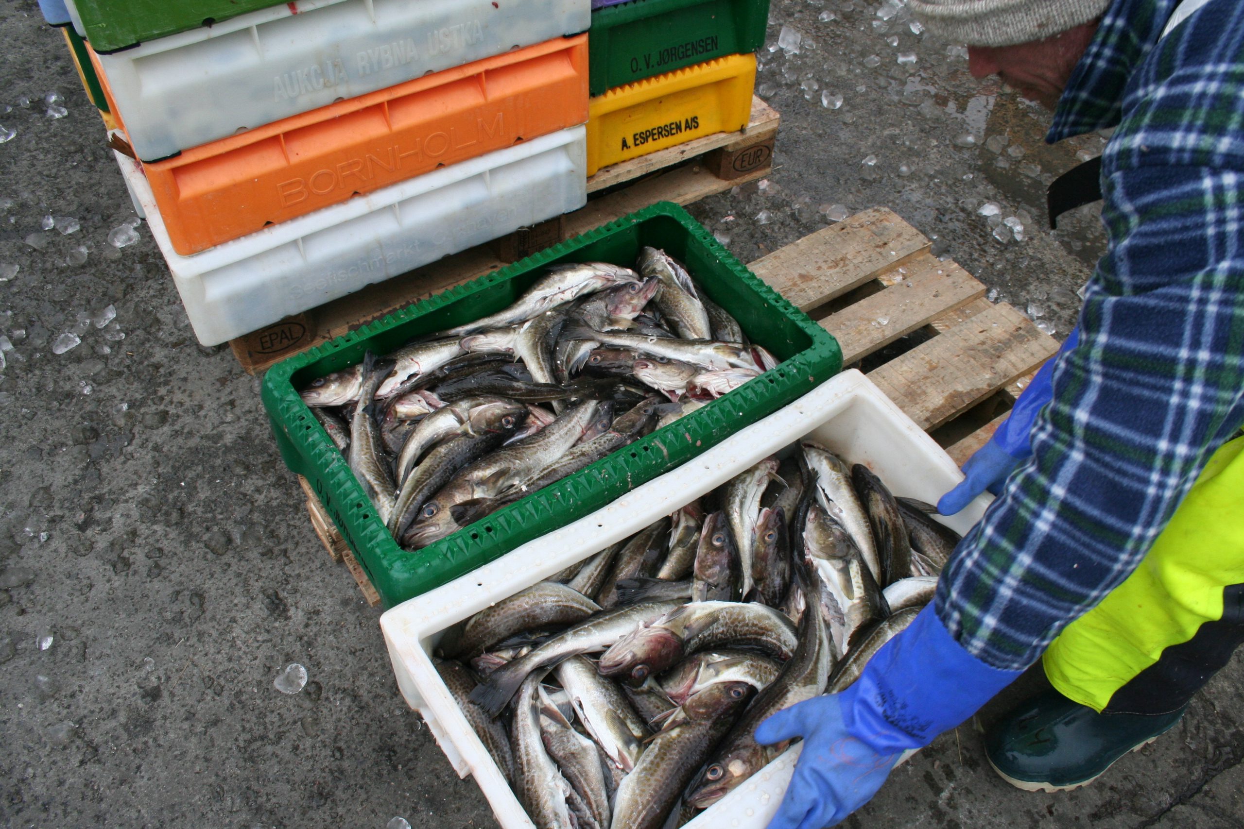 fishing north jutland covid-19
