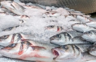 sea bass management measures 2021