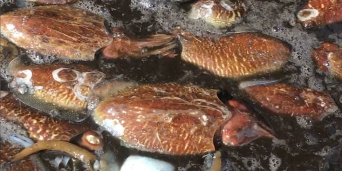 The ICES has announced the launch of a report into cephalopod fisheries such as cuttlefish
