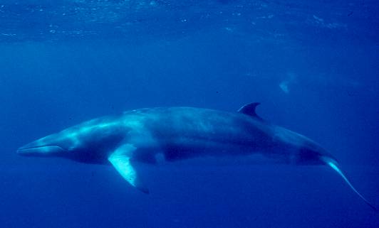 A Northeast Atlantic survey found that the whale population in the area to be approximately 600,000