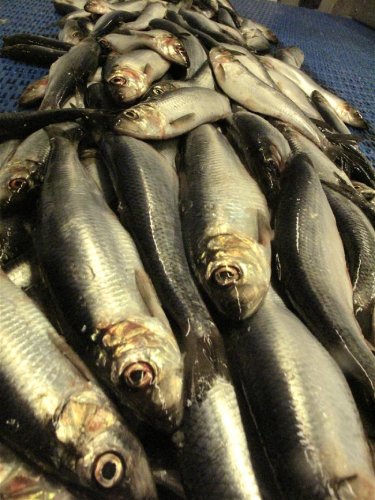 Scottish North Sea herring - the superfood of our seas according to Robert Duthie, chairman of the Scottish Pelagic Processors’ Association