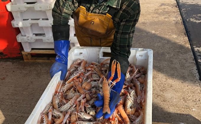 Defra has launched a consultation on proposals for new technical measures affecting Nephrops-directed fisheries in Celtic Sea UK waters