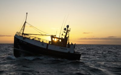 Scottish haddock and Cornish sardines star in MSC Sustainable Seafood Week campaign 