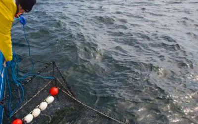 Some Baltic Fish Still in Crisis as the EU Starts to Consider Ecosystem Impacts
