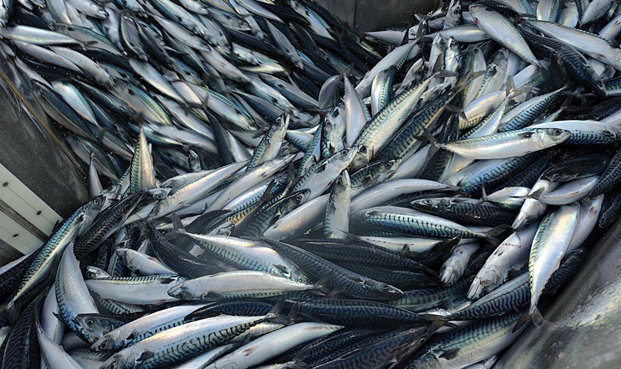 The SPSG has produced a Fact Sheet outlining the current UK position on NE Atlantic mackerel