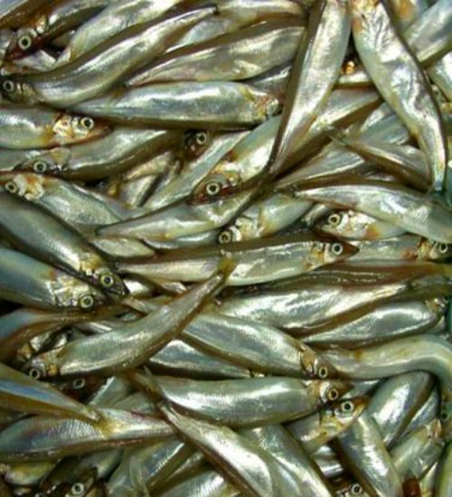 Week 2 2022 - Norwegian processor lands a record cargo of capelin landed on Møre