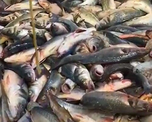 sea bass dumping madness French Fishermen's Group Demands Investigation Into Illegal Sea Bass