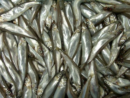 Iceland has rejected a Norwegian request for more fishing time to catch their capelin quota according
