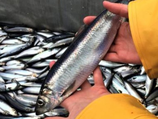 The Norwegian Institute of Marine has found that when the temperatures in the seas gets warmer the greater the likelihood of smaller herring