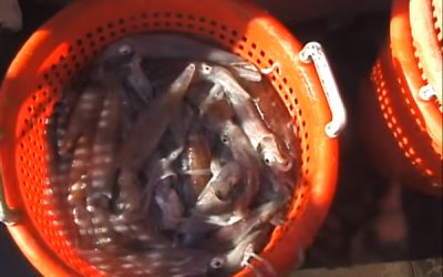 NWWAC members in favour of increasing mesh size in squid fishery