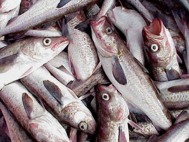 EU sanctions on Russian seafood imports does not include Alaska pollock