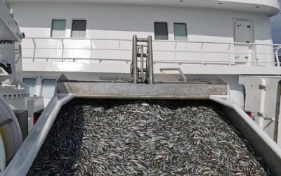 Big fishing on herring but sandeel catches down for Norwegian fleet