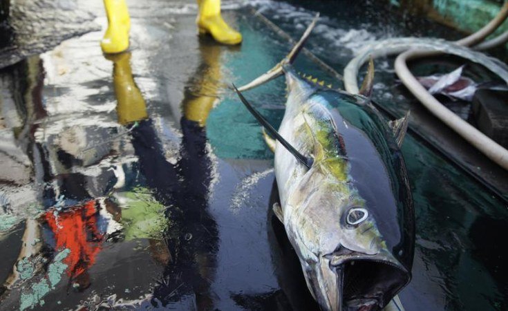 The IOTC meeting was a missed opportunity for a plan to rebuild yellowfin tuna stocks claims DG MARE