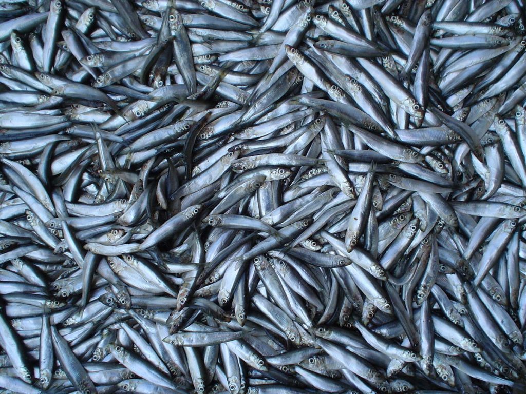 eu uk norway sprat 2022/2023 channel The EU, UK and Norway delegations have agreed a quota for sprat in Skagerrak, Kattegat and North Sea of 68,690 tonnes