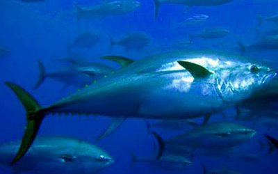 Northern Ireland CatcH And Release Tagging for Atlantic Bluefin Tuna