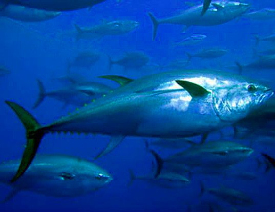 DAERA and AFBI have opened the Northern Ireland applications for the 2022 Northern Ireland CHART) for Atlantic Bluefin Tuna