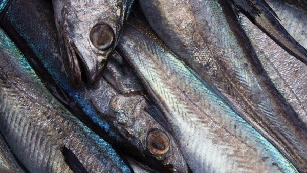 Suppliers to Leinster House restaurants are being asked to quote prices for fish such as hoki above