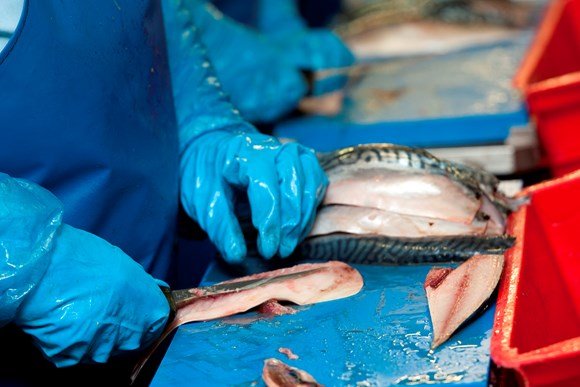 Scottish mackerel and herring processors are calling for urgent government action for support from the serious impact of soaring energy costs