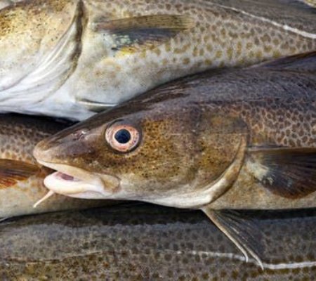 A Blue Marine petition to Bring Back British Cod, asking the UK government for further restrictions, is particularly pointless says the NFFO
