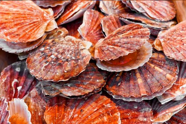Seafish are currently developing a King Scallop Fisheries Management Plan (FMP) and they are seeking stakeholders to get involved The MMO has launched a call for evidence on proposals to close the king scallop dredge fishery in 7d and Lyme Bay in 7e this summer NEIFCA has announced an Emergency Byelaw on the Prohibition on beam trawling scallop closure consultation lyme bay