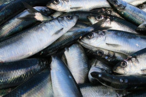 ICES has issued its advice for NVG herring for 2023 in the north Atlantic and Arctic Waters