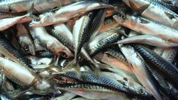 The MSC claims that scientific advice shows North-East Atlantic pelagic stocks of AS herring, blue whiting and mackerel were over-exploited in 2021