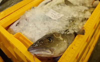 Fishermen challenge the idea of a biodiversity crisis in Scotland’s seas
