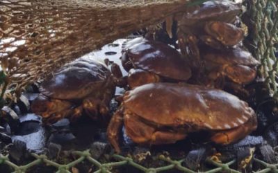 Seafish events in North East on Crab & Lobster Fisheries Management Plan