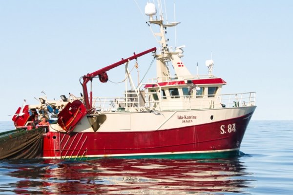 The Danish Fisheries Association has welcomed the ICES recommendation for increases in catches limits for cod in the North Sea and Skagerrak