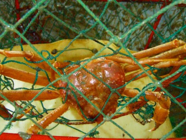 Norwegian king crab and snow crab exports experienced a growth in October 2022 as news came through on the closure of Alaskan crab fisheries