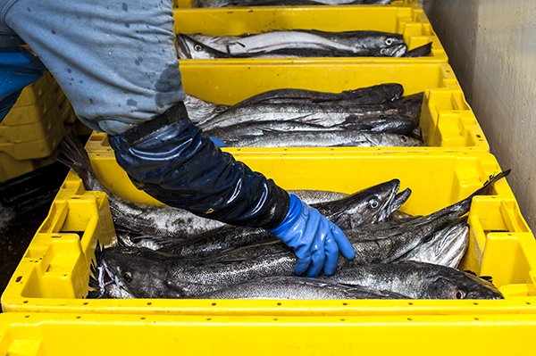 UK Fishing industry in 2022 statistics published