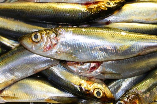 Norway exported 289,024 tonnes of herring in 2022 to a value of NOK 3.9 billion