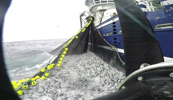 Norwegian marine researchers have discovered that big catches of mackerel pressed together in a net leads to stressed and poor quality fish ifsa eu coastal states