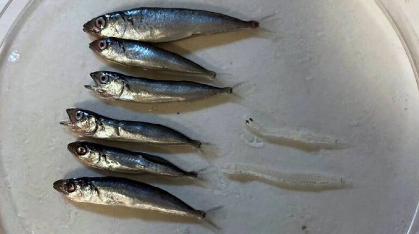 norwegian mackerel research