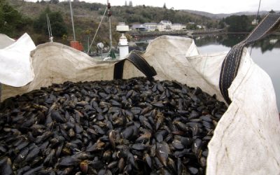 SFPA confirms 10 Seafood Safety Enforcement Orders served in Q4 2022