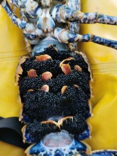 Devon Berried Lobster Seasonality Surveys cornwall illegal berried lobsters retaining