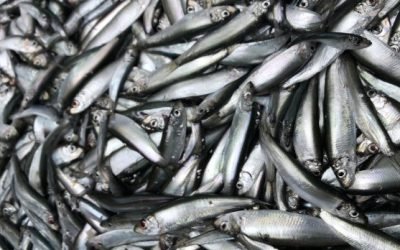 NWWAC and PelAC issue joint recommendation on English Channel Sprat