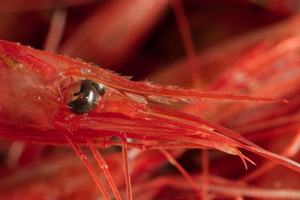 deep-water shrimp Norwegian fishermen met with political leadership to discuss the shrimp quota situation in the south of the country week 46 king crab danish shrimp landing rules
