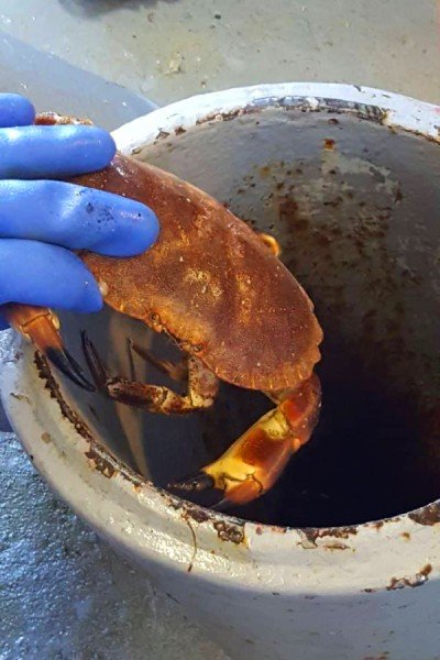 NEIFCA 2023 Shellfish Report