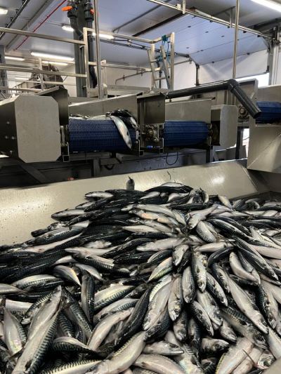 irish seafood sector crisis