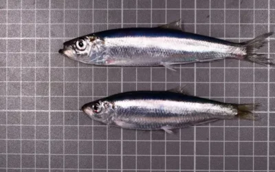 Know the Difference Between European sprat and Atlantic herring?