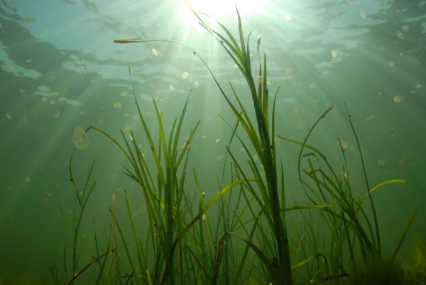 eelgrass not lifeline climate