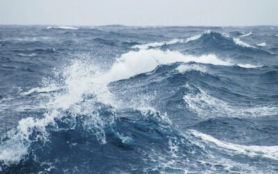 NEAFC Deadlock Risks Mackerel Collapse as Members Reject Scientific Advice