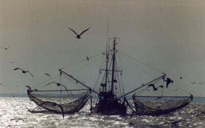 Talks Collapse Over Future Of Shrimp Fishing In Wadden Sea